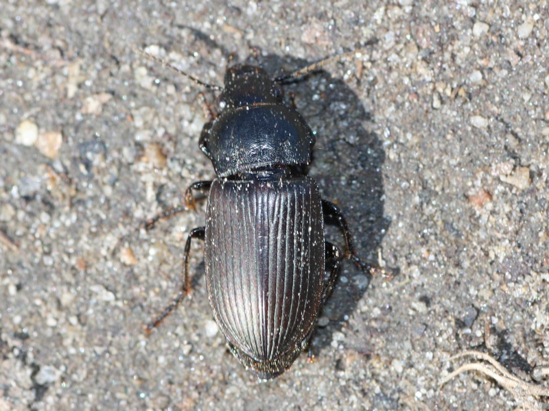 Carabidae: Anisodactylus sp.